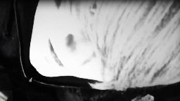 {SE}WolviiRaine avatar